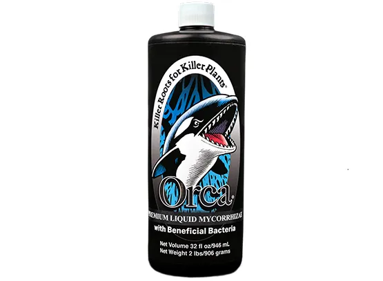 Orca